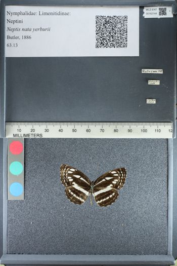 Media type: image; Entomology 162144